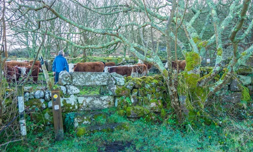 Cows and a stone stile within woodland in the Penwith landscape