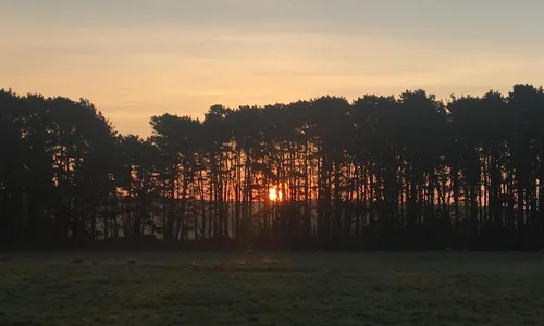 Sunrise through trees in Cornwall