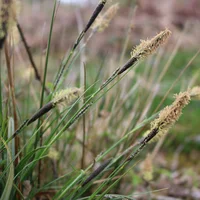 Black Sedge