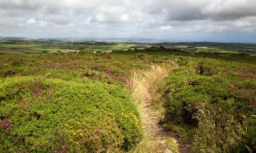 Penwith Heathland at Sancreed Beacon