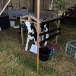 St Buryan Rally July 2019 Patrick the Calf display