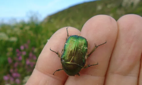 Rose Chafer beetle