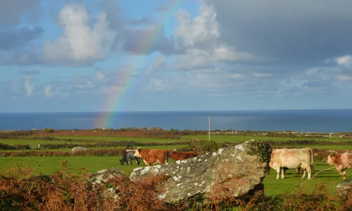 Rainbow over cattle in Zennor