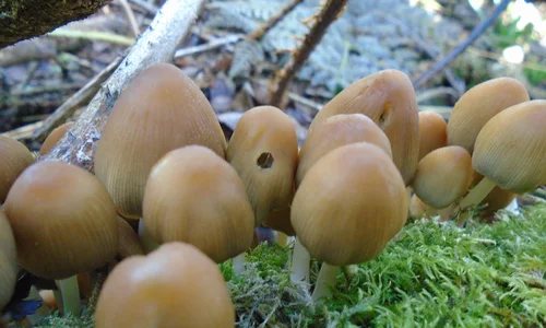 Image of mushrooms by Sunny from Mousehole School