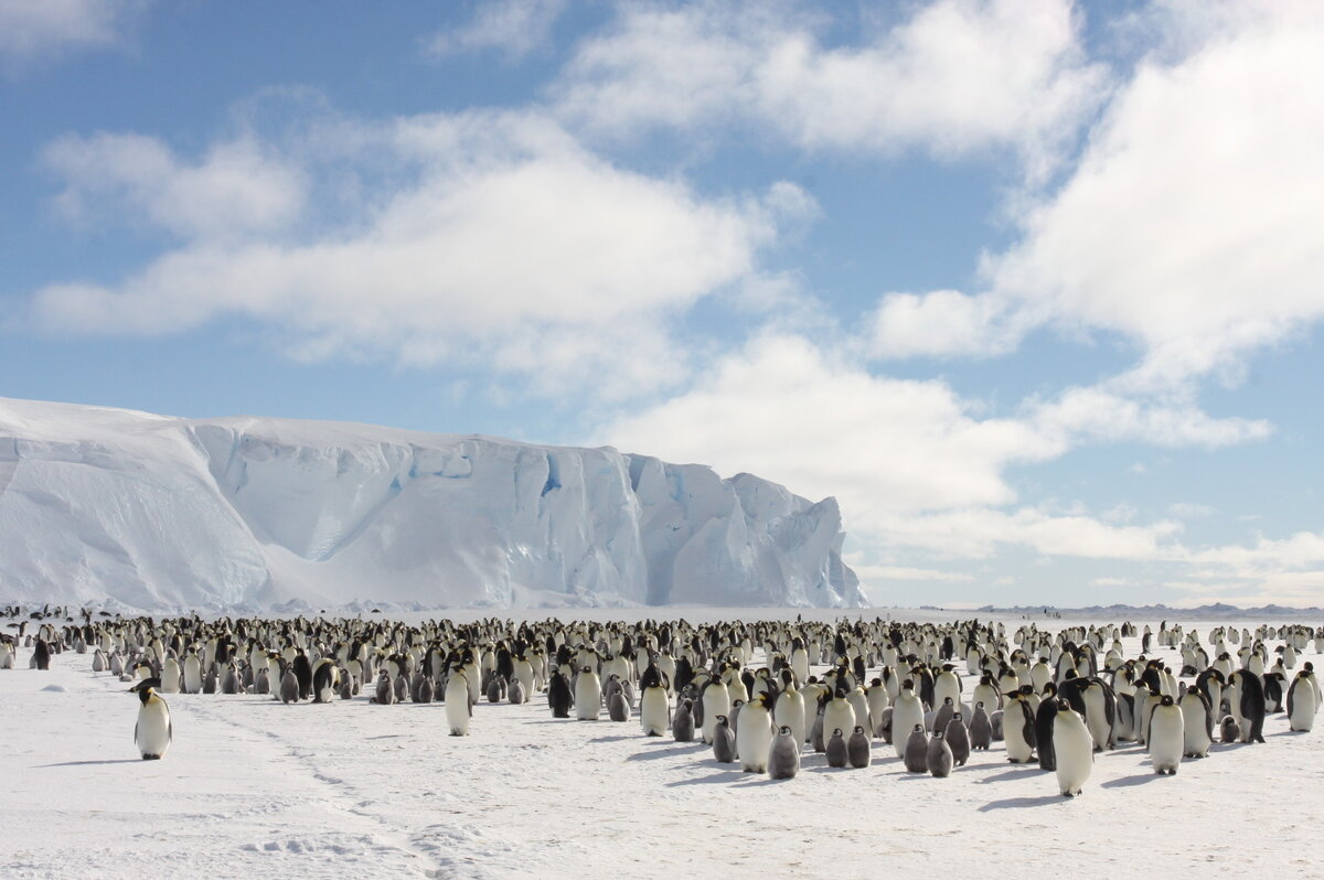 Emperor penguins make the Antarctic continent their true home