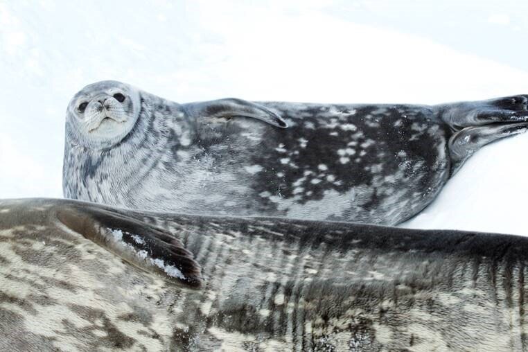 Weddell seals and other marine animals live along Antarctica's coast